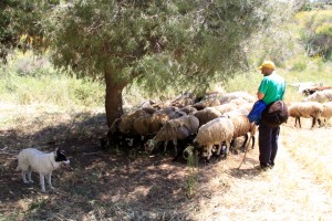 Un ramat d'ovelles per prevenir incendis // Ajuntament de Sant Boi