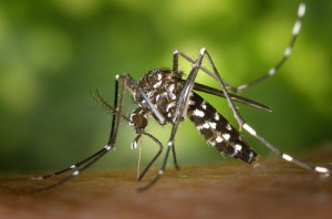 Vista lateral d’un adult femella de mosquit tigre, Aedes albopictus // J. Gathany