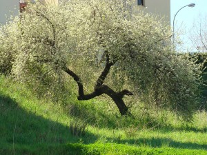 Un dels arbres protegits // Ajuntament de Sant Boi