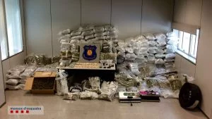 Imatge de la marihuana comissada // Mossos