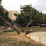 Imatge dels pins afectats per les pluges, amb el tronc tal·lat del que ha caigut // Miquel Caimary