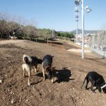 L'àrea d'esbarjo per gossos del parc de la muntanyeta // Àrea Metropolitana de Barcelona