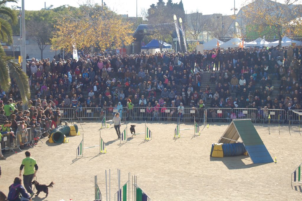 L'exhibició d'Agility agrada molt al públic // Marc Pidelaserra