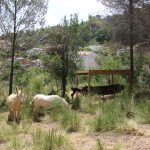 El rucs ja pasturen pel sotabosc // Ajuntament de Sant Boi de Llobregat