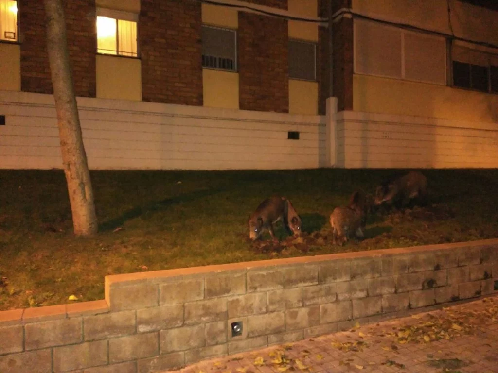 Balance anual - Sant Boi Diari