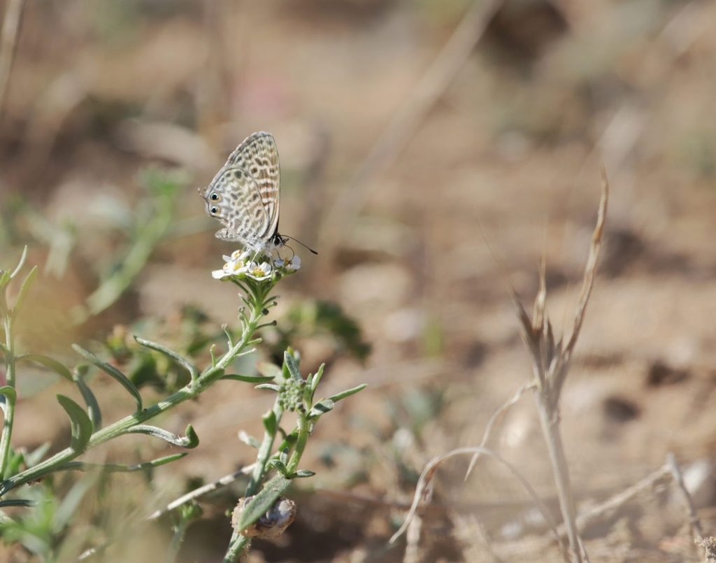 El Parc Agrari, nou punt d'estudi metropolità de les papallones