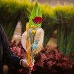 Una rosa a Mercabarna-flor